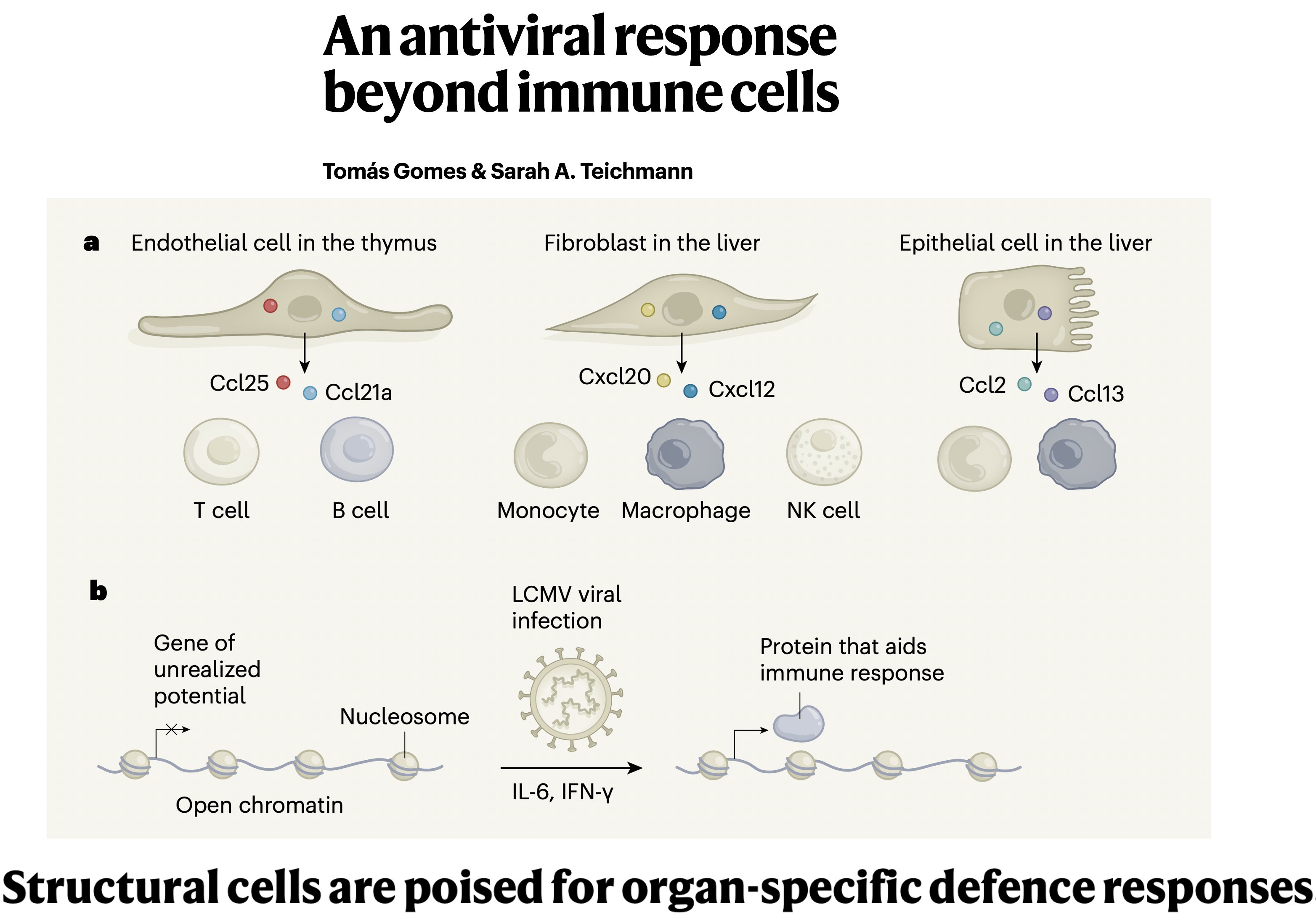 Responses to statements. Cellular immune response. Immune response Stages. Cellular Immunity. Antiviral immune response.