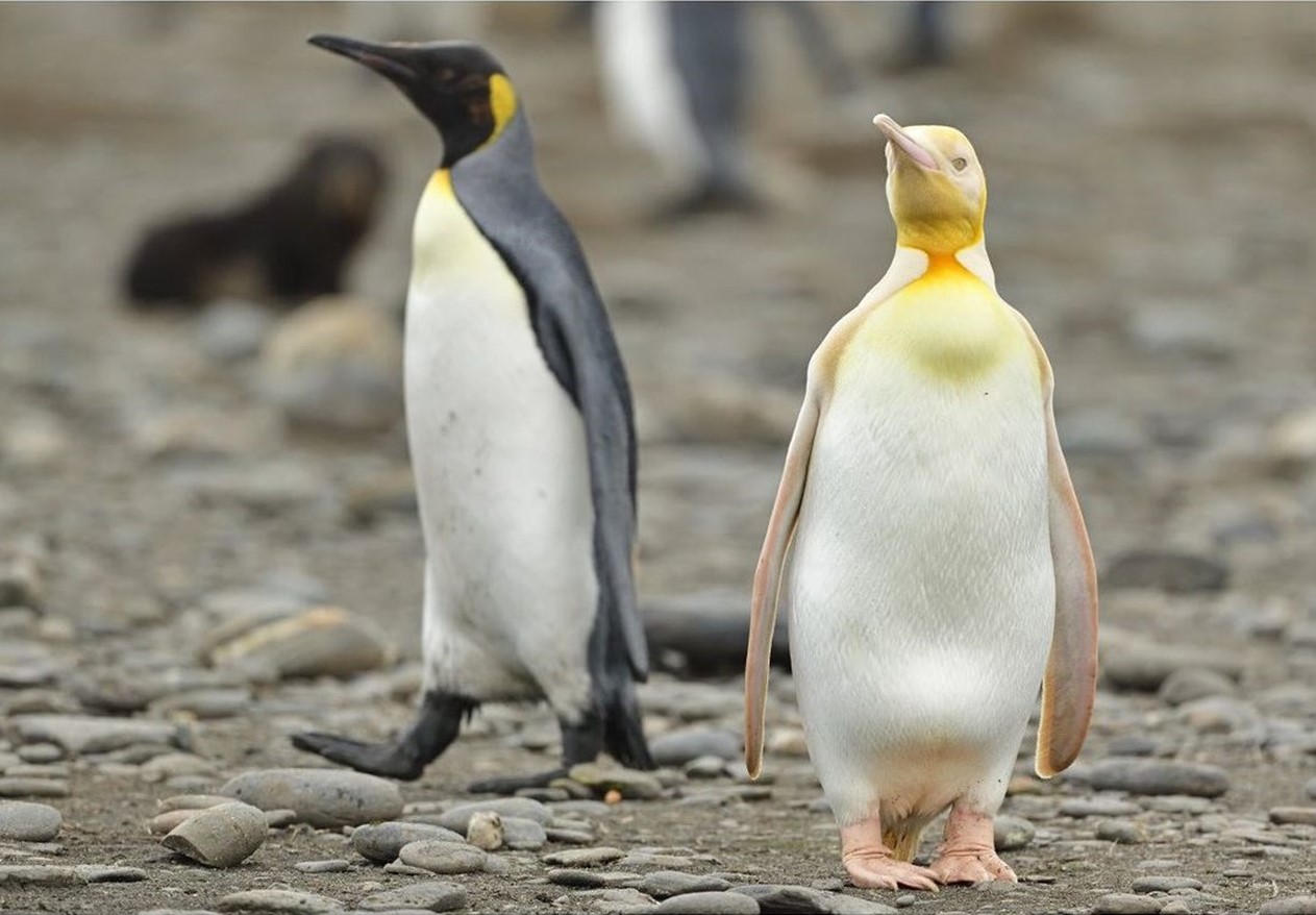 דבר כזה לא רואים כל יום: פינגווין צהוב 